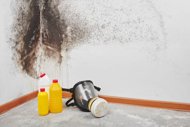 Best Basement Mold Remediation in Louisville, NE