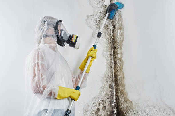 Best Black Mold Remediation in Louisville, NE