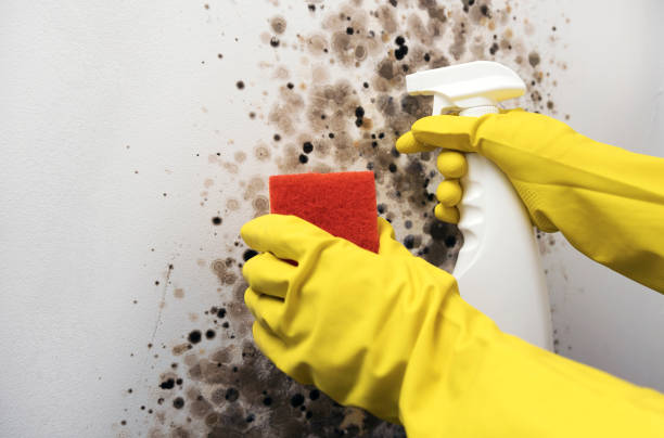 Best Insurance-Related Mold Remediation in Louisville, NE